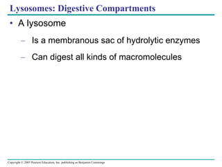 Lysosomes: Digestive Compartments A lysosome Is a membranous sac of hydrolytic enzymes Can digest all kinds of macromolecules 