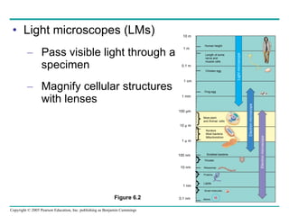 Light microscopes (LMs) Pass visible light through a specimen Magnify cellular structures with lenses 1 m 0.1 nm 10 m 0.1 m 1 cm 1 mm 100 µm 10 µ m 1 µ m 100 nm 10 nm 1 nm Length of some nerve and  muscle cells Chicken egg Frog egg Most plant  and Animal  cells Smallest bacteria Viruses Ribosomes Proteins Lipids Small molecules Atoms Nucleus Most bacteria Mitochondrion Light microscope Electron microscope Electron microscope Figure 6.2 Human height 