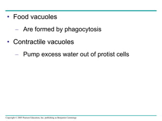 Food vacuoles Are formed by phagocytosis Contractile vacuoles Pump excess water out of protist cells 