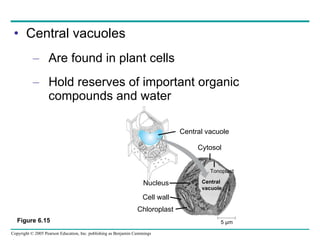 Central vacuoles Are found in plant cells Hold reserves of important organic compounds and water Figure 6.15 Central vacuole Cytosol Tonoplast Central vacuole Nucleus Cell wall Chloroplast 5 µm 