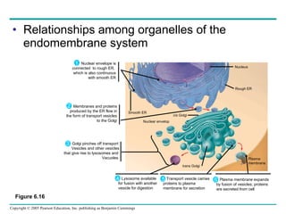 Relationships among organelles of the endomembrane system Figure 6.16 Plasma membrane expands by fusion of vesicles; proteins are secreted from cell Transport vesicle carries proteins to plasma  membrane for secretion Lysosome available for fusion with another vesicle for digestion 4 5 6 Nuclear envelope is connected  to rough ER,  which is also continuous with smooth ER Nucleus Rough ER Smooth ER cis  Golgi trans Golgi Membranes and proteins produced by the ER flow in the form of transport vesicles to the Golgi Nuclear envelop Golgi pinches off transport  Vesicles and other vesicles  that give rise to lysosomes and  Vacuoles  1 3 2 Plasma membrane 