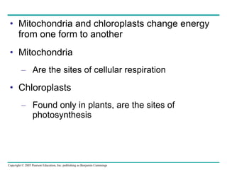 Mitochondria and chloroplasts change energy from one form to another Mitochondria Are the sites of cellular respiration Chloroplasts Found only in plants, are the sites of photosynthesis 