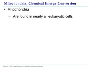 Mitochondria: Chemical Energy Conversion Mitochondria Are found in nearly all eukaryotic cells 