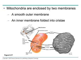 Mitochondria are enclosed by two membranes A smooth outer membrane An inner membrane folded into cristae Figure 6.17 Mitochondrion Intermembrane space Outer membrane Free ribosomes in the  mitochondrial matrix Mitochondrial DNA Inner membrane Cristae Matrix 100 µm 