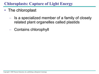 Chloroplasts: Capture of Light Energy The chloroplast Is a specialized member of a family of closely related plant organelles called plastids Contains chlorophyll 