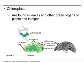Chloroplasts Are found in leaves and other green organs of plants and in algae Figure 6.18 Chloroplast Chloroplast DNA Ribosomes Stroma Inner and outer membranes Thylakoid 1 µm Granum 