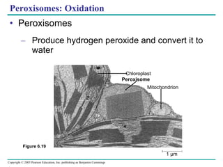 Peroxisomes: Oxidation Peroxisomes Produce hydrogen peroxide and convert it to water Figure 6.19 Chloroplast Peroxisome Mitochondrion 1 µm 
