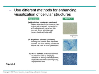 Use different methods for enhancing visualization of cellular structures TECHNIQUE RESULT Brightfield (unstained specimen).  Passes light directly through specimen.  Unless cell is naturally pigmented or  artificially stained, image has little  contrast. [Parts (a)–(d) show a  human cheek epithelial cell.] (a) Brightfield (stained specimen).   Staining with various dyes enhances  contrast, but most staining procedures  require that cells be fixed (preserved). (b) Phase-contrast.  Enhances contrast  in unstained cells by amplifying  variations in density within specimen;  especially useful for examining living,  unpigmented cells. (c) 50 µm Figure 6.3 