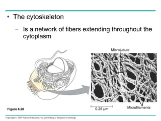 The cytoskeleton Is a network of fibers extending throughout the cytoplasm Figure 6.20 Microtubule 0.25 µm Microfilaments Figure 6.20 