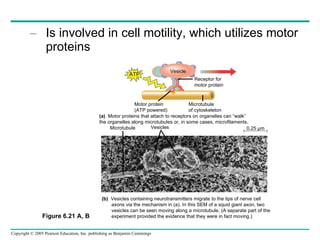 Is involved in cell motility, which utilizes motor proteins Vesicle ATP Receptor for motor protein Motor protein (ATP powered) Microtubule of cytoskeleton (a)   Motor proteins that attach to receptors on organelles can “walk” the organelles along microtubules or, in some cases, microfilaments. Microtubule Vesicles 0.25 µm (b)   Vesicles containing neurotransmitters migrate to the tips of nerve cell  axons via the mechanism in (a). In this SEM of a squid giant axon, two     vesicles can be seen moving along a microtubule. (A separate part of the    experiment provided the evidence that they were in fact moving.) Figure 6.21 A, B 