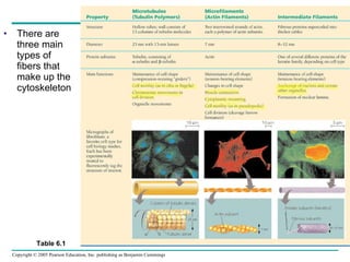 There are three main types of fibers that make up the cytoskeleton Table 6.1 