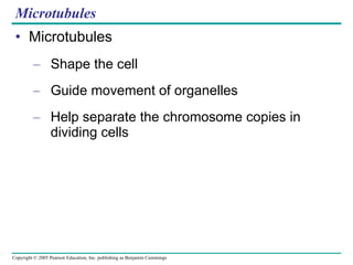 Microtubules Microtubules Shape the cell Guide movement of organelles Help separate the chromosome copies in dividing cells 