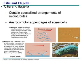 Cilia and Flagella Cilia and flagella Contain specialized arrangements of microtubules Are locomotor appendages of some cells (a) Motion of flagella.  A flagellum usually undulates, its snakelike motion driving a cell in the same direction as the axis of the flagellum. Propulsion of a human sperm cell is an example of  flagellatelocomotion (LM).  1 µm Direction of swimming (b) Motion of cilia.  Cilia have a back- and-forth motion that moves the  cell in a direction perpendicular  to the axis of the cilium. A dense  nap of cilia, beating at a rate of  about 40 to 60 strokes a second,  covers this  Colpidium,  a freshwater  protozoan (SEM). Figure 6.23 B 