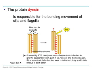 The protein  dynein Is responsible for the bending movement of cilia and flagella Microtubule doublets ATP Dynein arm Powered by ATP, the dynein arms of one microtubule doublet  grip the adjacent doublet, push it up, release, and then grip again.  If the two microtubule doublets were not attached, they would slide  relative to each other. (a) Figure 6.25 A 