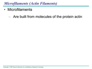 Microfilaments (Actin Filaments) Microfilaments Are built from molecules of the protein actin 
