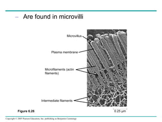 Are found in microvilli 0.25 µm Microvillus Plasma membrane Microfilaments (actin filaments) Intermediate filaments Figure 6.26 