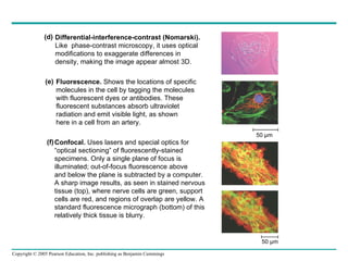Differential-interference-contrast (Nomarski).   Like  phase-contrast microscopy, it uses optical  modifications to exaggerate differences in density, making the image appear almost 3D. Fluorescence.  Shows the locations of specific  molecules in the cell by tagging the molecules  with fluorescent dyes or antibodies. These  fluorescent substances absorb ultraviolet  radiation and emit visible light, as shown  here in a cell from an artery. Confocal.  Uses lasers and special optics for  “ optical sectioning” of fluorescently-stained  specimens. Only a single plane of focus is  illuminated; out-of-focus fluorescence above  and below the plane is subtracted by a computer.  A sharp image results, as seen in stained nervous  tissue (top), where nerve cells are green, support  cells are red, and regions of overlap are yellow. A  standard fluorescence micrograph (bottom) of this  relatively thick tissue is blurry. 50 µm 50 µm (d) (e) (f) 