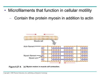 Microfilaments that function in cellular motility Contain the protein myosin in addition to actin Actin filament Myosin filament Myosin motors in muscle cell contraction.  (a) Muscle cell Myosin arm Figure 6.27 A 
