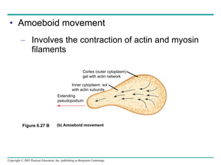Amoeboid movement Involves the contraction of actin and myosin filaments Figure 6.27 B Cortex (outer cytoplasm): gel with actin network Inner cytoplasm: sol  with actin subunits Extending pseudopodium (b) Amoeboid movement 