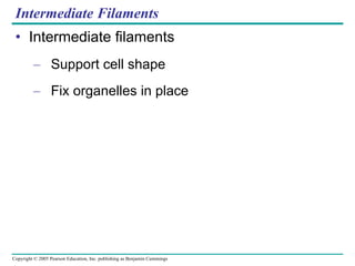 Intermediate Filaments Intermediate filaments Support cell shape Fix organelles in place 