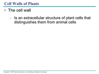 Cell Walls of Plants The cell wall Is an extracellular structure of plant cells that distinguishes them from animal cells 