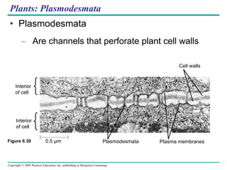 Plants: Plasmodesmata Plasmodesmata Are channels that perforate plant cell walls Interior of cell Interior of cell 0.5 µm Plasmodesmata Plasma membranes Cell walls Figure 6.30 