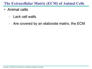 The Extracellular Matrix (ECM) of Animal Cells Animal cells Lack cell walls Are covered by an elaborate matrix, the ECM 