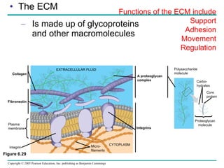The ECM Is made up of glycoproteins and other macromolecules Functions of the ECM include Support Adhesion Movement Regulation Collagen Fibronectin Plasma membrane EXTRACELLULAR FLUID Micro- filaments CYTOPLASM Integrins Polysaccharide molecule Carbo- hydrates Proteoglycan molecule Core protein Integrin Figure 6.29 A proteoglycan  complex 