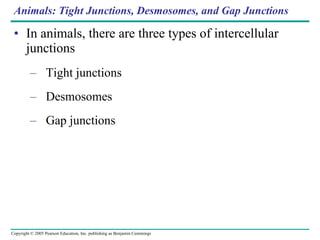 Animals: Tight Junctions, Desmosomes, and Gap Junctions In animals, there are three types of intercellular junctions Tight junctions Desmosomes Gap junctions 