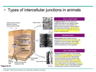Types of intercellular junctions in animals Tight junctions prevent  fluid from moving  across a layer of cells Tight junction 0.5 µm 1 µm Space between cells Plasma membranes of adjacent cells Extracellular matrix Gap junction Tight junctions 0.1 µm Intermediate filaments Desmosome Gap junctions At  tight junctions , the membranes of neighboring cells are very tightly pressed against each other, bound together by specific proteins (purple). Forming continu- ous seals around the cells, tight junctions prevent leakage of extracellular fluid across A layer of epithelial cells. Desmosomes  (also called  anchoring junctions ) function like rivets, fastening cells Together into strong sheets. Intermediate Filaments made of sturdy keratin proteins Anchor desmosomes in the cytoplasm. Gap junctions  (also  called communicating junctions ) provide cytoplasmic channels from one cell to an adjacent cell. Gap junctions  consist of special membrane proteins that  surround a pore through which ions, sugars, amino acids, and other small molecules may pass. Gap junctions are necessary for commu- nication between cells in many types of tissues, including heart muscle and animal embryos. TIGHT JUNCTIONS DESMOSOMES GAP JUNCTIONS Figure 6.31 