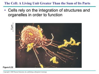 The Cell: A Living Unit Greater Than the Sum of Its Parts Cells rely on the integration of structures and organelles in order to function 5 µm Figure 6.32 