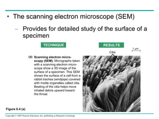The scanning electron microscope (SEM) Provides for detailed study of the surface of a specimen Figure 6.4 (a) TECHNIQUE RESULTS Scanning electron micro- scopy (SEM).  Micrographs taken with a scanning electron micro- scope show a 3D image of the  surface of a specimen. This SEM  shows the surface of a cell from a  rabbit trachea (windpipe) covered  with motile organelles called cilia.  Beating of the cilia helps move inhaled debris upward toward  the throat. (a) Cilia 1 µm 