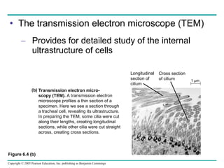 The transmission electron microscope (TEM) Provides for detailed study of the internal ultrastructure of cells Figure 6.4 (b) Transmission electron micro- scopy (TEM).  A transmission electron  microscope profiles a thin section of a  specimen. Here we see a section through  a tracheal cell, revealing its ultrastructure.  In preparing the TEM, some cilia were cut  along their lengths, creating longitudinal  sections, while other cilia were cut straight  across, creating cross sections. (b) Longitudinal section of cilium Cross section of cilium 1 µm 