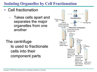 Isolating Organelles by Cell Fractionation Cell fractionation Takes cells apart and separates the major organelles from one another The centrifuge Is used to fractionate cells into their component parts Tissue cells Homogenization Homogenate 1000  g (1000 times the force of gravity) 10 min Differential centrifugation Supernatant poured into next tube 20,000  g 20 min Pellet rich in nuclei and cellular debris Pellet rich in mitochondria (and chloro- plasts if cells are from a  plant) Pellet rich in “ microsomes” (pieces of  plasma mem- branes and cells’ internal membranes) Pellet rich in ribosomes 150,000  g 3 hr 80,000  g 60 min 
