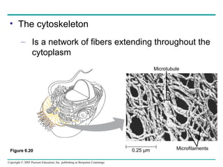 Cell (ppt. lecturers for Biology,7th Edition)lecturers by Chris Romero ...
