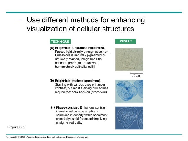 Campbell Reece Ap Biology 7th Edition