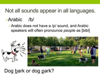 Not all sounds appear in all languages.
•Arabic /b/
• Arabic does not have a /p/ sound, and Arabic
speakers will often pronounce people as [bibl]
Dog bark or dog park?
 