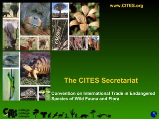 1
Convention on International Trade in Endangered
Species of Wild Fauna and Flora
www.CITES.org
The CITES Secretariat
 