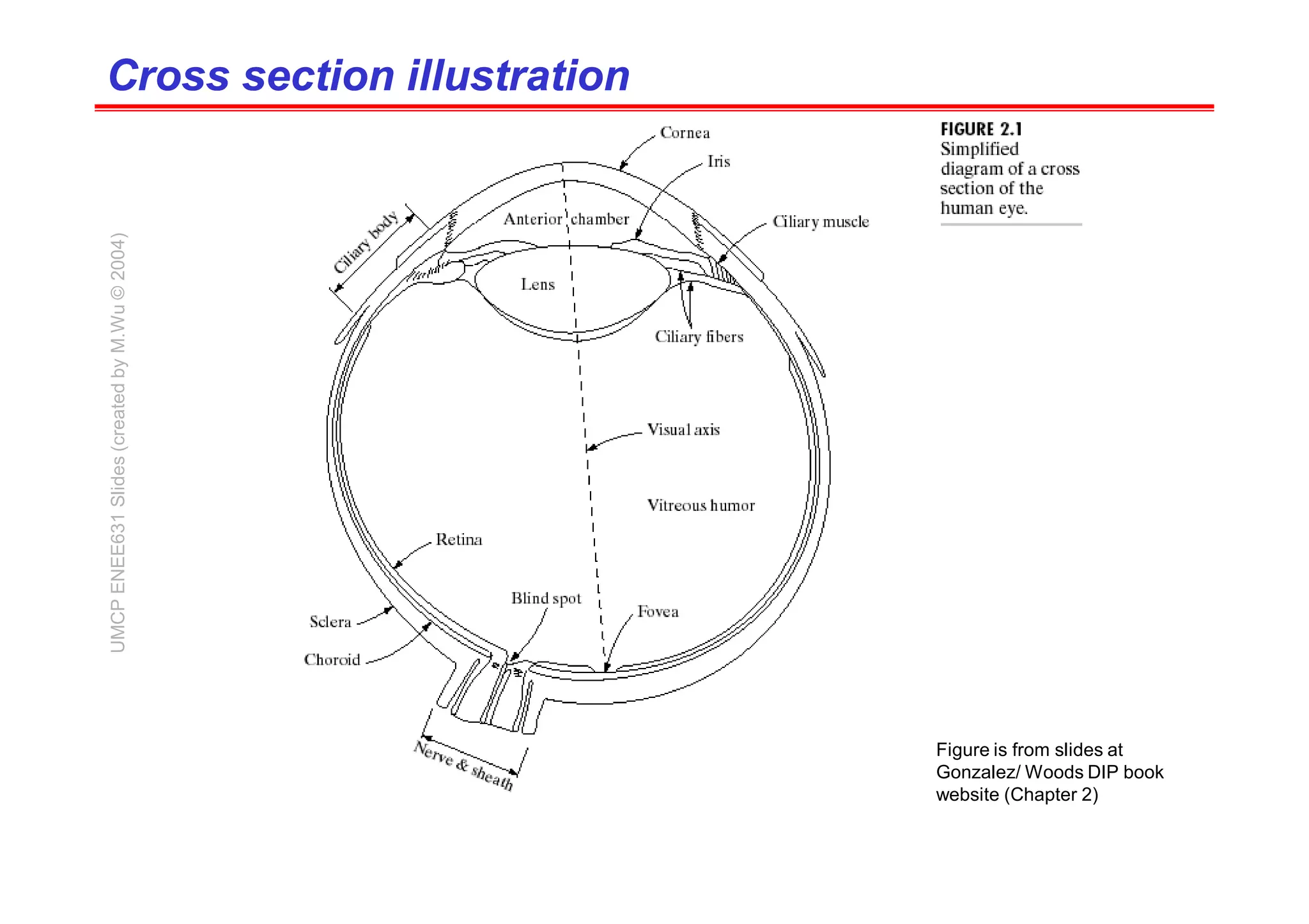 The Eye
Figure is from slides at
Gonzalez/ Woods DIP book
website (Chapter 2)
UMCP
ENEE631
Slides
(created
by
M.Wu
©
2004)
Cross section illustration
Cross section illustration
 