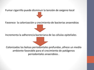 Fumar cigarrillo puede disminuir la tensión de oxigeno local
Favorece la colonización y crecimiento de bacterias anaerobias
Incrementa la adherencia bacteriana de las células epiteliales
Colonizadas las bolsas periodontales profundas ,ofrece un medio
ambiente favorable para el crecimiento de patógenos
periodontales anaerobios .
 