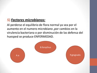 5) Factores microbianos:
Al perderse el equilibrio de flora normal ya sea por el
aumento en el numero microbiano ,por cambios en la
virulencia bacteriana o por disminución de las defensa del
huesped se produce ENFERMEDAD.
A.a
B.forsythus
P.gingivalis
 