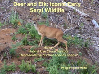 Deer and Elk: Iconic Early Seral Wildlife History Habitat Use Characteristics Representative of other species needs? Photo by Brian Wolfer 