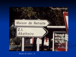 Bandes de vaches…!!! 