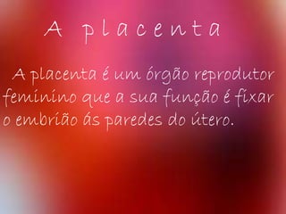 A placenta
A placenta é um órgão reprodutor
feminino que a sua função é fixar
o embrião ás paredes do útero.