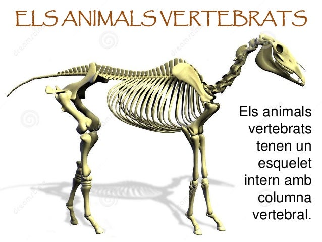 Resultado de imagen de VERTEBRATS