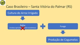 Caso Brasileiro – Santa Vitória do Palmar (RS)
Cultura do Arroz Irrigado
Palha
(resíduo agrícola sem valor econômico)
Fungo
Produção de Cogumelos
 