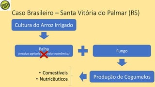 Caso Brasileiro – Santa Vitória do Palmar (RS)
Cultura do Arroz Irrigado
Palha
(resíduo agrícola sem valor econômico)
Fungo
Produção de Cogumelos
• Comestíveis
• Nutricêuticos
 