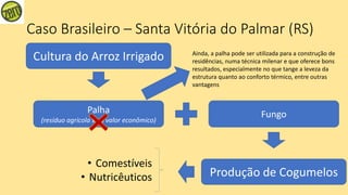 Caso Brasileiro – Santa Vitória do Palmar (RS)
Cultura do Arroz Irrigado
Palha
(resíduo agrícola sem valor econômico)
Fungo
Produção de Cogumelos
• Comestíveis
• Nutricêuticos
Ainda, a palha pode ser utilizada para a construção de
residências, numa técnica milenar e que oferece bons
resultados, especialmente no que tange a leveza da
estrutura quanto ao conforto térmico, entre outras
vantagens
 