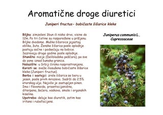 Aromatične droge diuretici
Juniperi fructus- bobičaste šišarice kleke
Juniperus communis L.,
Cupressaceae
Biljka: zimzeleni žbun ili nisko drvo, visine do
12m. Po tri četine su raspoređene u pršljenu.
Biljke dvodome. Muške šišaroice jajastog
oblika, žute. Ženske šišarice posle oplodnje
postaju sočne i podsećaju na bobice.
Sazrevaju druge godine posle oplodnje.
Stanište: nizije (Delibladska peščara), pa sve
do zone iznad šumske granice.
Nalazište: u Srbiji široko rasprostranjena.
Koristi se: sveže iliosušena bobičaste šišarice
kleke (Juniperi fructus).
Berba i sastojci: zrele šišarice se beru u
jesen, posle prvih mrazeva. Sadrži do 2.5%
etarskog ulja. Najviše je zastupljen pinen.
Ima i flavonoida, proantocijanidina,
diterpena, šećera, voskova, smole i organskih
kiselina.
Upotreba: deluje kao diuretik, zatim kao
iritans i rubefacijens.
 