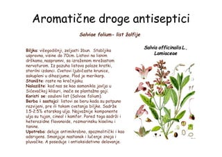 Aromatične droge antiseptici
Salviae folium- list žalfije
Salvia officinalis L.,
Lamiaceae
Biljka: višegodišnji, zeljasti žbun. Stabljika
uspravna, visine do 70cm. Listovi na lisnim
drškama, naspramni, sa izraženom mrežastom
nervaturom. Iz pazuha listova polaze kratki,
sterilni izdanci. Cvetovi ljubičaste krunice,
sakupleni u dihazijume. Plod je merikarp.
Stanište: raste na krečnjaku.
Nalazište: kod nas se kao samonikla javlja u
Sićevačkoj klisuri, inače se plantažno gaji.
Koristi se: osušeni list (Salviae folium).
Berba i sastojci: listovi se beru kada su potpuno
razvijeni, pre ili tokom cvetanja biljke. Sadrže
1.5-2.5% etarskog ulja. Najvažnije komponente
ulja su tujon, cineol i kamfor. Pored toga sadrži i
heterozidne flavonoide, rozmarinsku kiselinu i
tanine.
Upotreba: deluje antimikrobno, spazmolitički i kao
adsrigens. Smanjuje nastanak i lučenje znoja i
pluvačke. A poseduje i antioksidativno delovanje.
 
